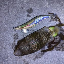 太刀魚、アオリイカ