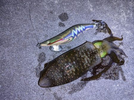 太刀魚、アオリイカ