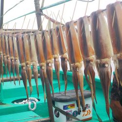 スルメイカ　２０～５３杯 ３５～５０ｃｍ (^^)/