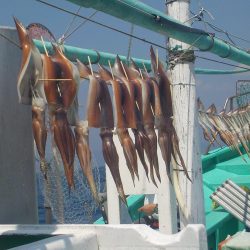 するめいか　10～16～20杯