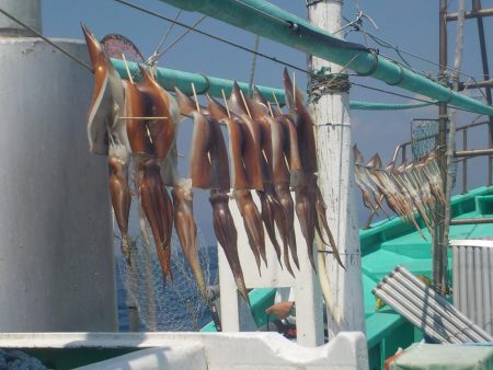 するめいか　10～16～20杯