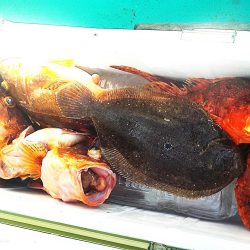 根魚1匹　ヒラメ1匹　カサゴ6匹
