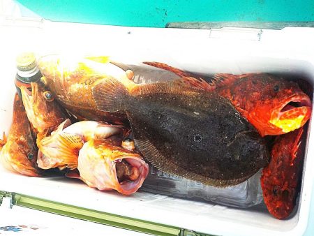 根魚1匹　ヒラメ1匹　カサゴ6匹