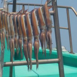 するめいか  10～18杯　30～50ｃｍ 本日、最終引退日