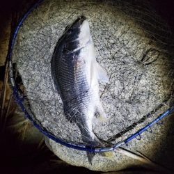 釣れるまで粘って5時間