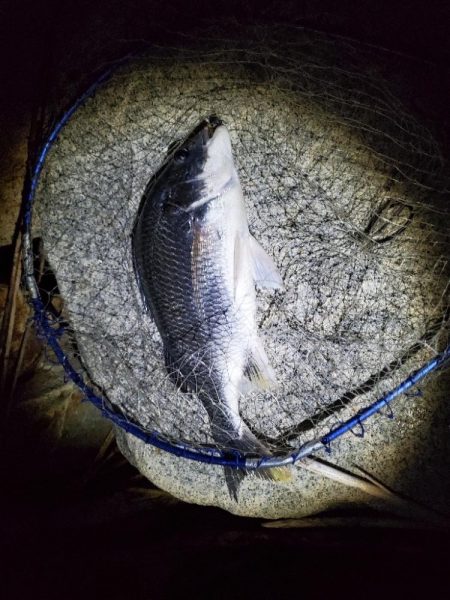 釣れるまで粘って５時間