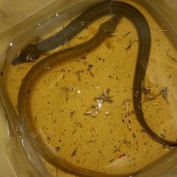 夕立の翌日、久しぶりにウナギ