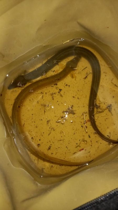 夕立の翌日、久しぶりにウナギ