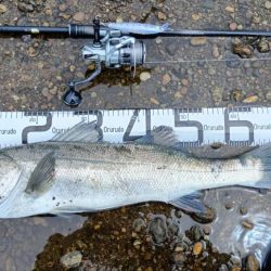 ダツ以外を狙う