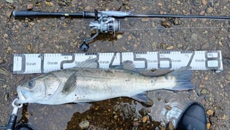 ダツ以外を狙う