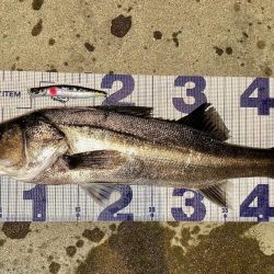 遂に初シーバスGet!!!