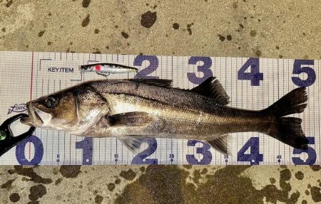 遂に初シーバスGet!!!