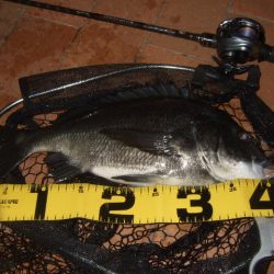 ハードルアーだけで