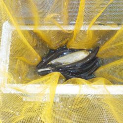 鮎最終戦〜朽木〜