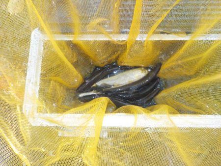 鮎最終戦〜朽木〜