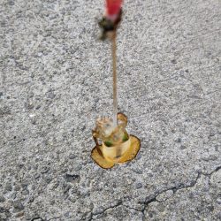 秋イカエギング