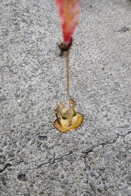 秋イカエギング