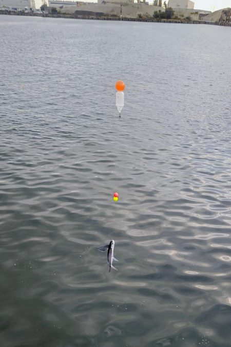 泉大津のトビウオ