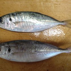 リベンジあじ釣り