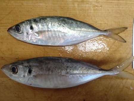 リベンジあじ釣り