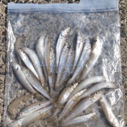 海水浴&キス釣り