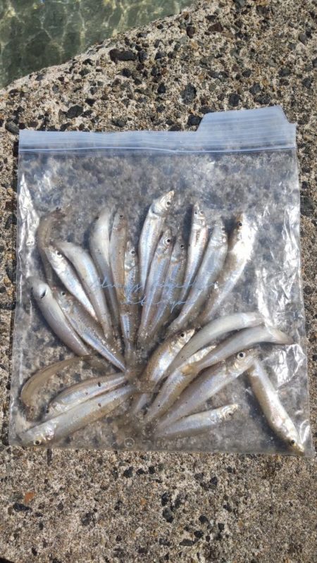 海水浴&キス釣り