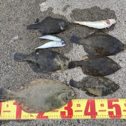 根室、夏枯れの時期にカレイ爆釣！！