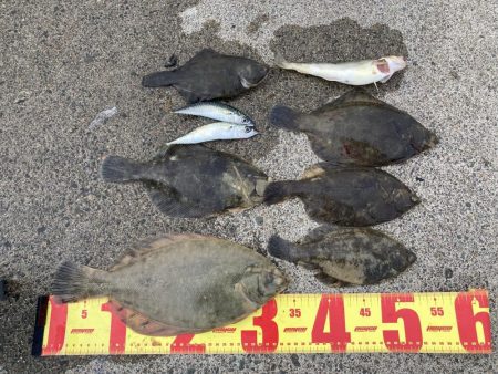 根室、夏枯れの時期にカレイ爆釣！！