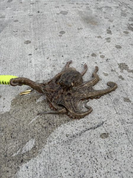 今日もタコさんやでぇ〜