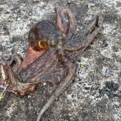 今日の主役ネイビーブラザーズ