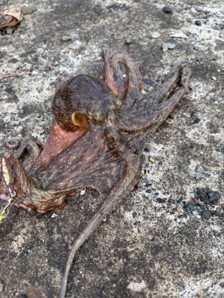 今日の主役ネイビーブラザーズ