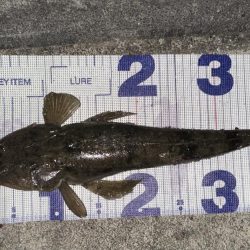 シーバスの外道でマゴチゲットだぜ