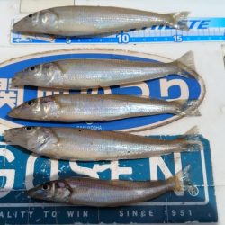 東二見のキス調査