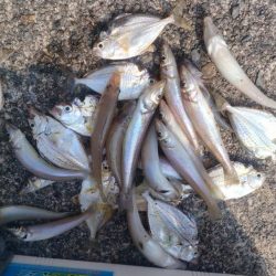 津居山港のキス調査