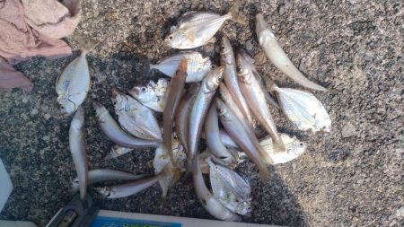 津居山港のキス調査