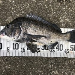 イチノ兄弟、釣果！