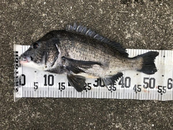 イチノ兄弟、釣果！