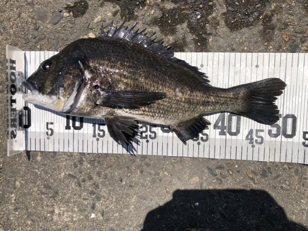 イチノ兄弟、釣果！