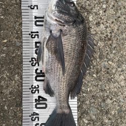 イチノ兄弟、釣果!