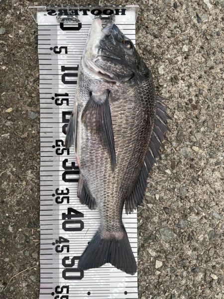 イチノ兄弟、釣果！