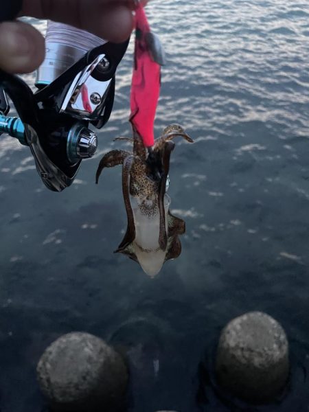 ケンサキを求めて！