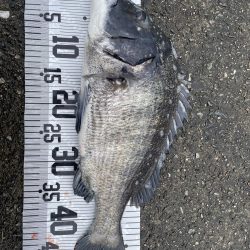 イチノ兄弟、釣果!