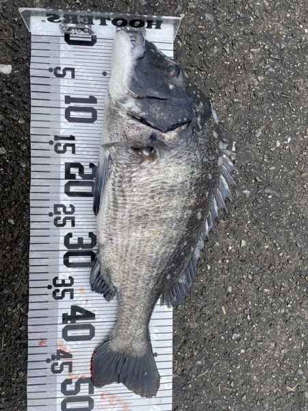 イチノ兄弟、釣果！