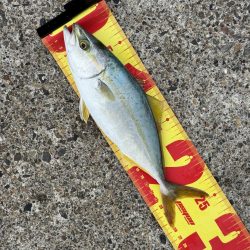 1匹キャッチ後、連発でバラシ、、