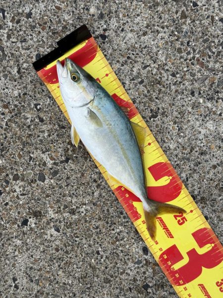 １匹キャッチ後、連発でバラシ、、