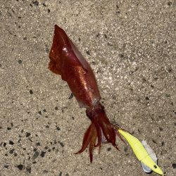 雨予報の中、邪道エギング