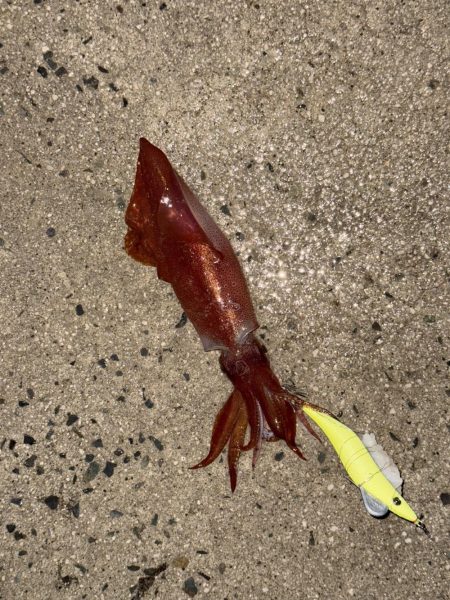 雨予報の中、邪道エギング