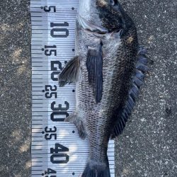 イチノ兄弟、釣果！