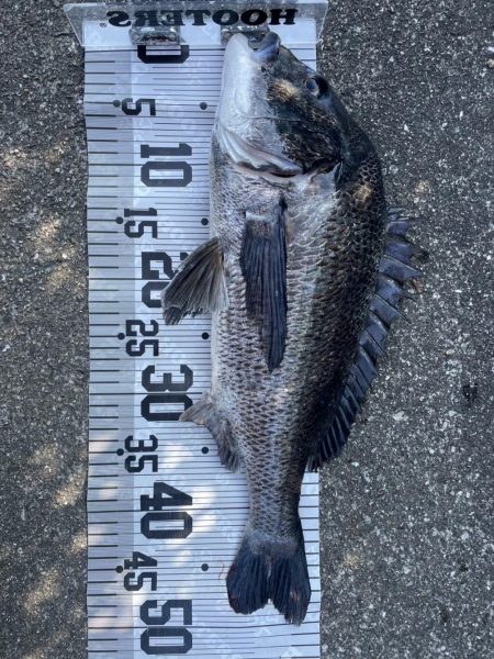 イチノ兄弟、釣果！