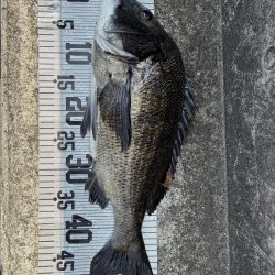 イチノ兄弟、釣果！